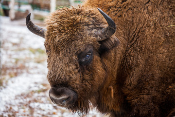 Portrait of Large brown wisent or european brown bison with big horn and brown eyes in the winter...