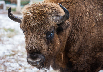 Portrait of Large brown wisent or european brown bison with big horn and brown eyes in the winter forest. - obrazy, fototapety, plakaty