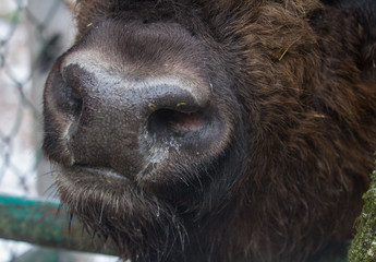 Closeup nose of large brown wisent or european brown bison in the winter forest. © Natalia