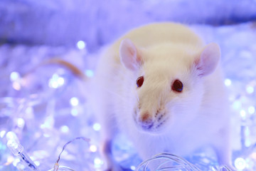 Fototapeta na wymiar White rat. Symbol of chinese new year 2020. Christmas rat on blue background with garland