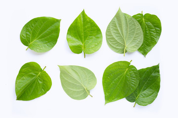 Fototapeta na wymiar Green betel leaves, Fresh piper betle on white.
