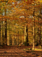 Spaziergang in einem herbstlichen Waldgebiet in Schleswig-Holstein