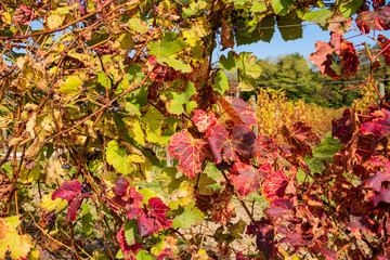 Prosecco vine leaves