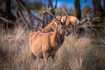 Ciervo pastando en el prado 