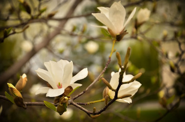 White magnolia flowers on a branch with in a spring garden. Blooming magnolia closeup outdoors.