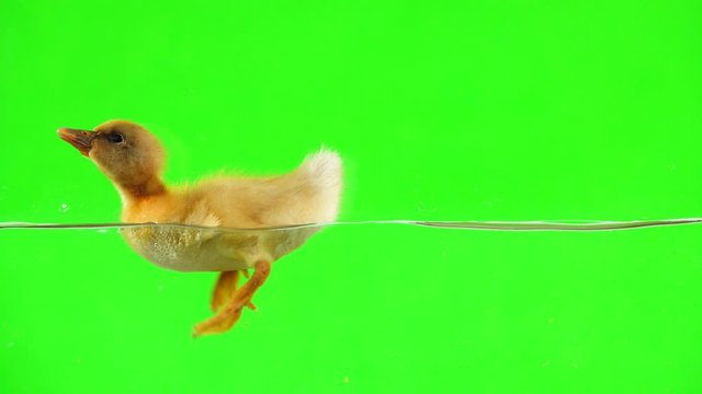 On the water, a duckling drinks water on a green screen. Slow motion.