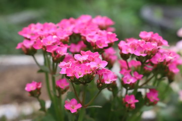 カランコエのピンク色の花