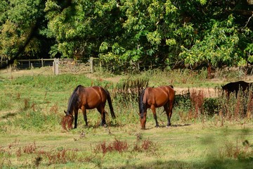 2 bay horses grazing in an English field