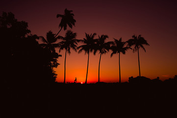 Plakat silhouette of coconut tree at evening sky background