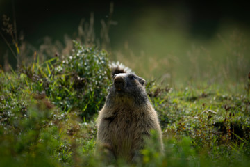 Marmottes