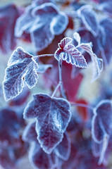 Bright autumn leaves are covered with hoarfrost. The first frost.