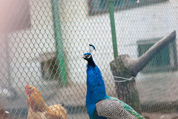 Peacock feather fancy colorful bird. Peacock - peafowl with close tail,beautiful representative exemplar of male peacock in great metalic colors