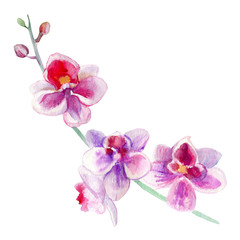 Naklejka na ściany i meble Orchid flowers watercolor hand drawn botanical illustration isolated on white background, decorative branch for design pattern, package cosmetic, greeting card, wedding invitation, beauty salon