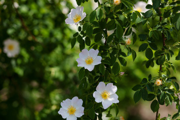  Beautiful spring briar twig, it can be used as a background. White bloom, buds, green leaves