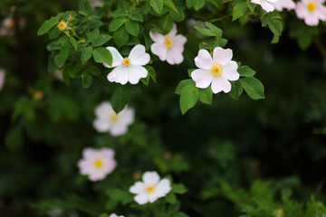  Beautiful spring briar twig, it can be used as a background. White bloom, buds, green leaves
