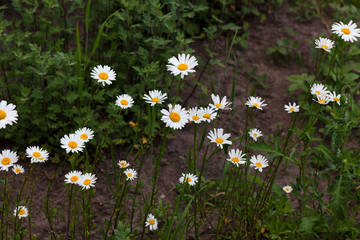  Meadow with green grass and white daisy flowers. Selective focus, blurred background