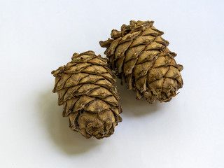 Cedar cone with nuts. Siberian cedar. Walnut seed. The fruits of the cedar forest. Taiga. Siberian Health..