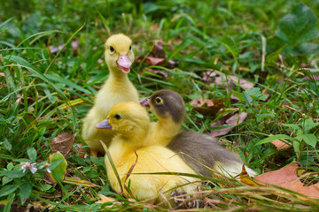 Baby Muscovy Ducklings