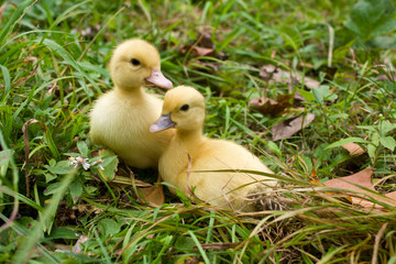 Baby Muscovy Ducklings