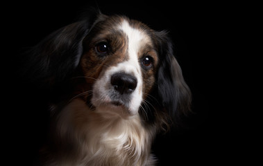 Fototapeta premium Portrait of a dog on a completely black background.