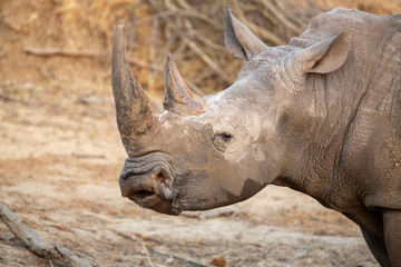 Naklejka premium A large dominant male white rhino covered in mud drinking water