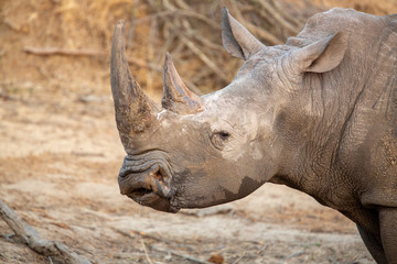 A large dominant male white rhino covered in mud drinking water