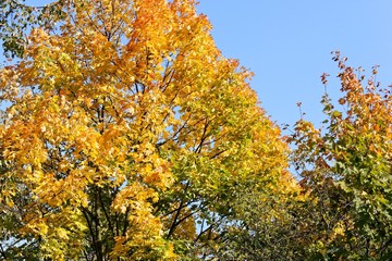 Tree with yellow leaves on blue sky background