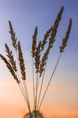grass with spikelets on the background of the evening sky.