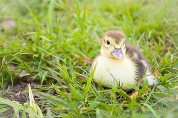 Baby Muscovy Ducklings