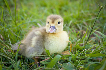 Baby Muscovy Ducklings