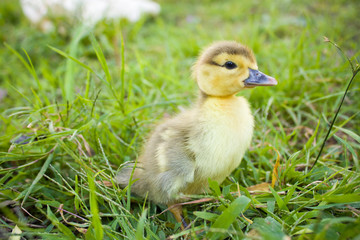 Baby Muscovy Ducklings