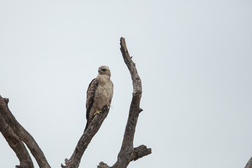 A whalers eagle perched in a dead tree with overcast weather