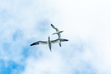 Obraz premium Fou de bassan