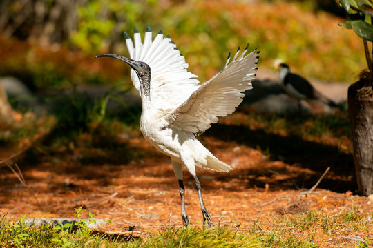 Australian White Ibis