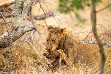 Pride of lions feasting on the remains of a Wildebeest kill