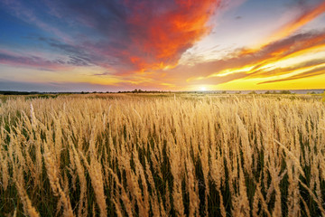 Beautiful sun set landscape with a wild field full of golden grass. Sunset cloudy sky above autumn meadow.