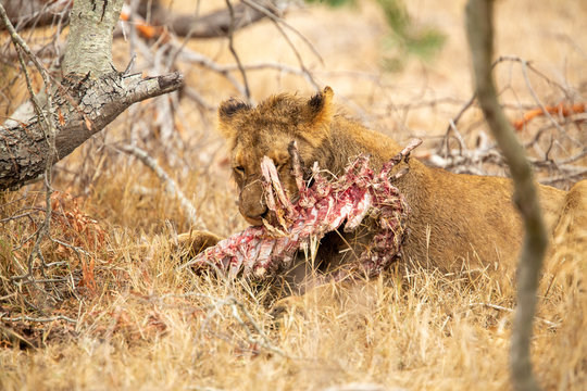Pride of lions feasting on the remains of a Wildebeest kill
