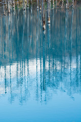 青い池の水面　美瑛町