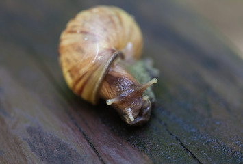 Snail gliding on the wet wooden texture. Large mollusk snails with light brown striped shell, Helix pomatia, Burgundy snail, Roman snail, edible snail, escargot. Selective focus.