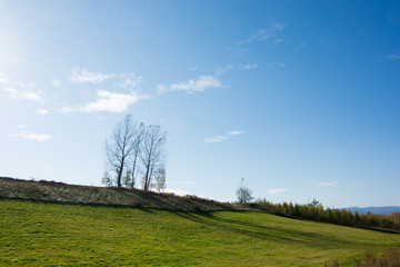 Fototapeta premium 秋の青空と葉が落ちたシラカバの木 美瑛町