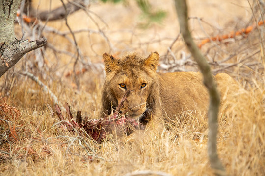 Pride of lions feasting on the remains of a Wildebeest kill