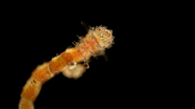 The caterpillar-shaped or eruciform larva under the microscope has 3 pairs of pectoral legs and 2 8 pairs of short abdominal legs: scorpion larvae, butterfly caterpillars, sawfly caterpillars.
