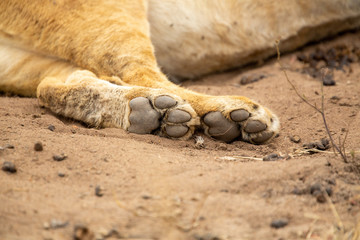 Pride of lions feasting on the remains of a Wildebeest kill