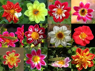 Kollage verschiedener Collarette-Dahlien (Dahlia variabilis 'Dandy Improved Mix')