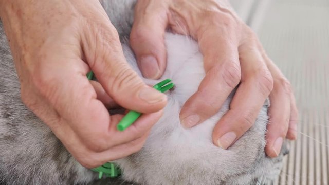 Woman find and remove acarus on the scottish cat. Handheld close up.