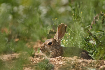 Common or European rabbit, Andalusia. Spain