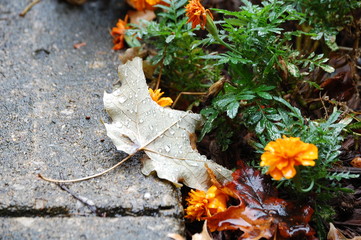 The last gasp of the Marigolds.