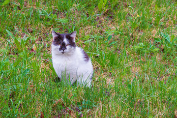 Black-white domestic cat walks on the street in early spring