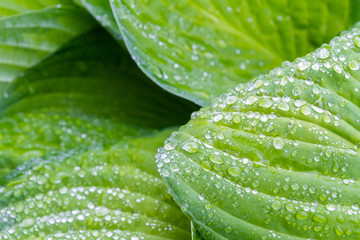 Raindrops and dew on the green leaves of the plant