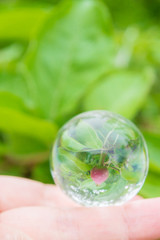 Reflection of a small young Apple in a glass transparent ball